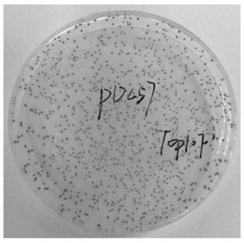 Gene expression component, constructed cloning vector and application