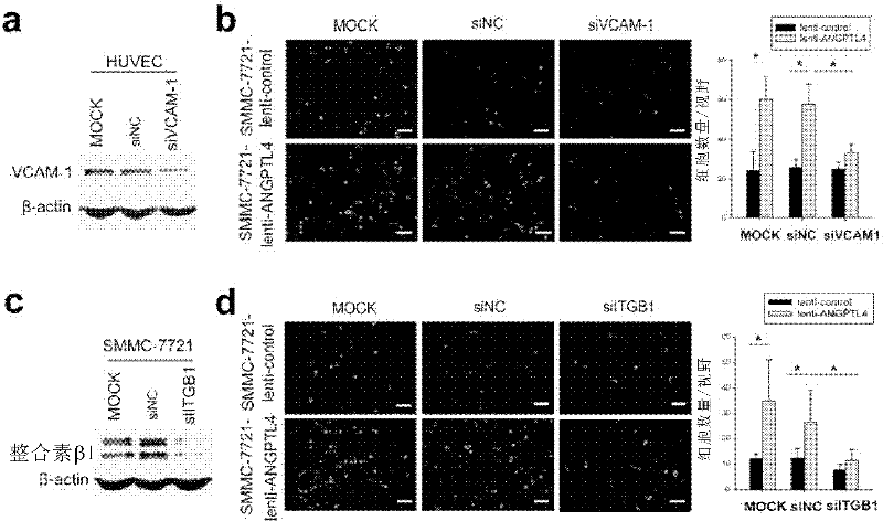 Method for regulating expression of vascular cell adhesion molecule-1 in vascular endothelial cell