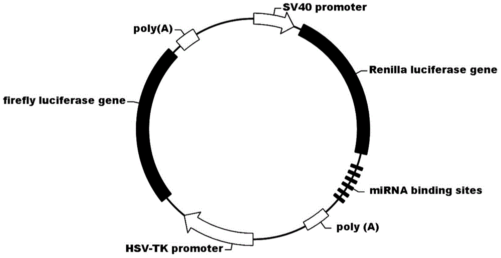 Human miR-183 gene cluster biological knock-down element, construction method and application thereof