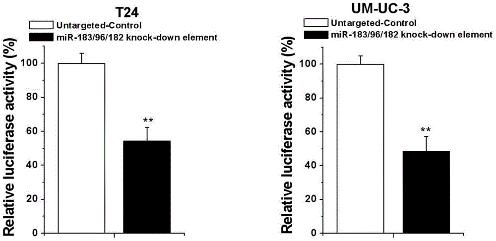 Human miR-183 gene cluster biological knock-down element, construction method and application thereof