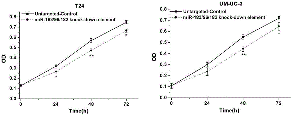 Human miR-183 gene cluster biological knock-down element, construction method and application thereof