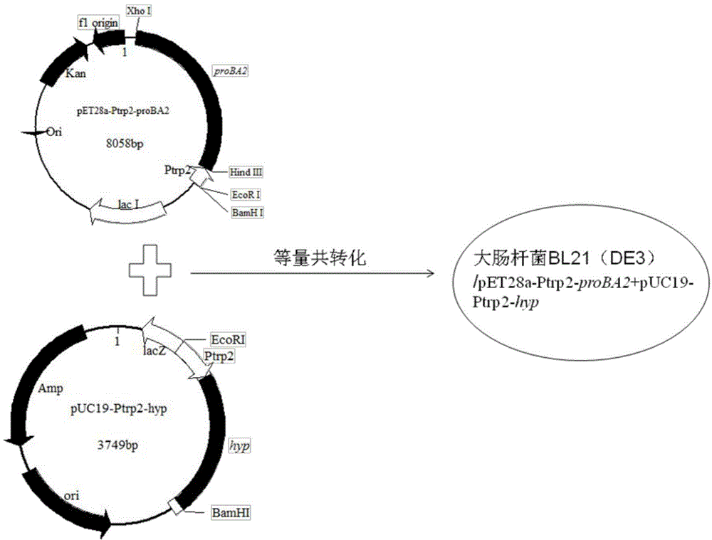 Method for producing trans-4-hydroxyproline from glucose in fermentation manner