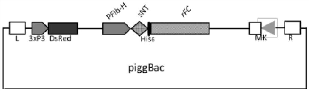 59r mutant vector for expressing rfc protein and preparation method and application thereof