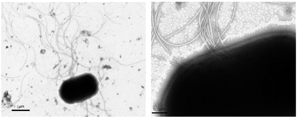 Hylotelephium erythrostictum rhizosphere cadmium-resistant Cupriavidus sp., and screening method and applications thereof