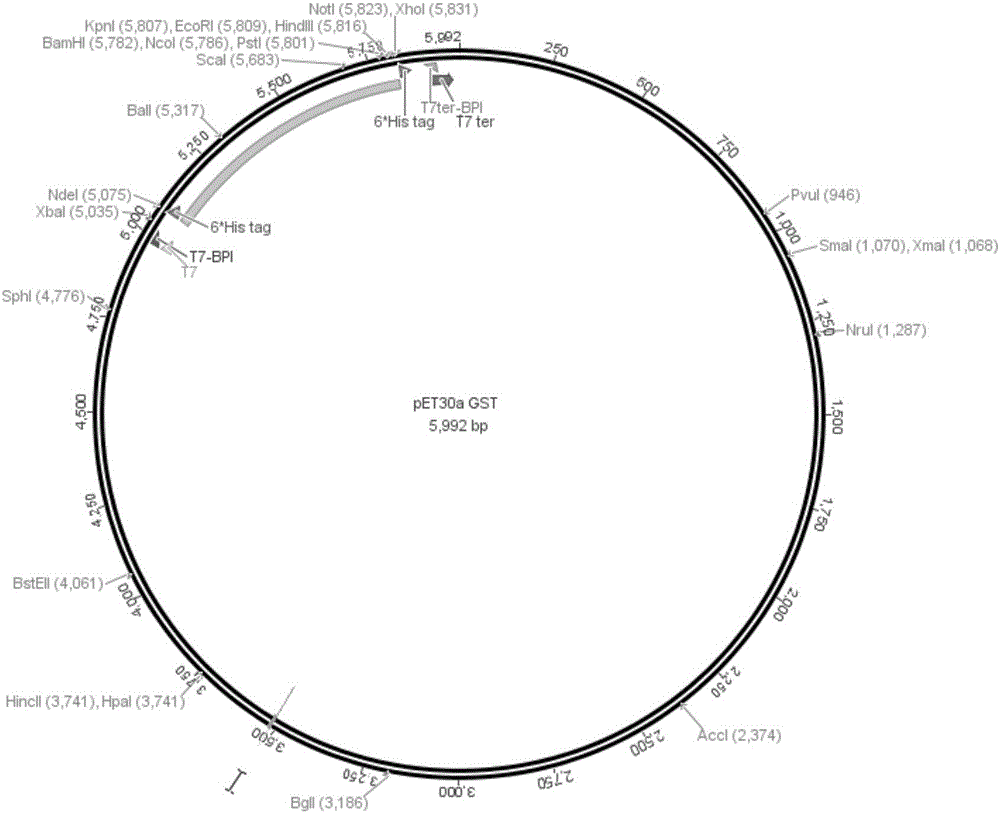 TMV single colloidal gold quick detection test paper strip