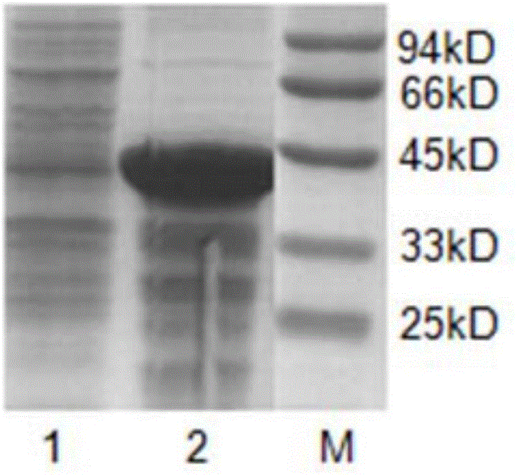 TMV single colloidal gold quick detection test paper strip