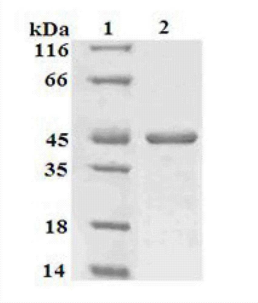 Vaccine utilizing vibrio anguillarum flagellin and application thereof