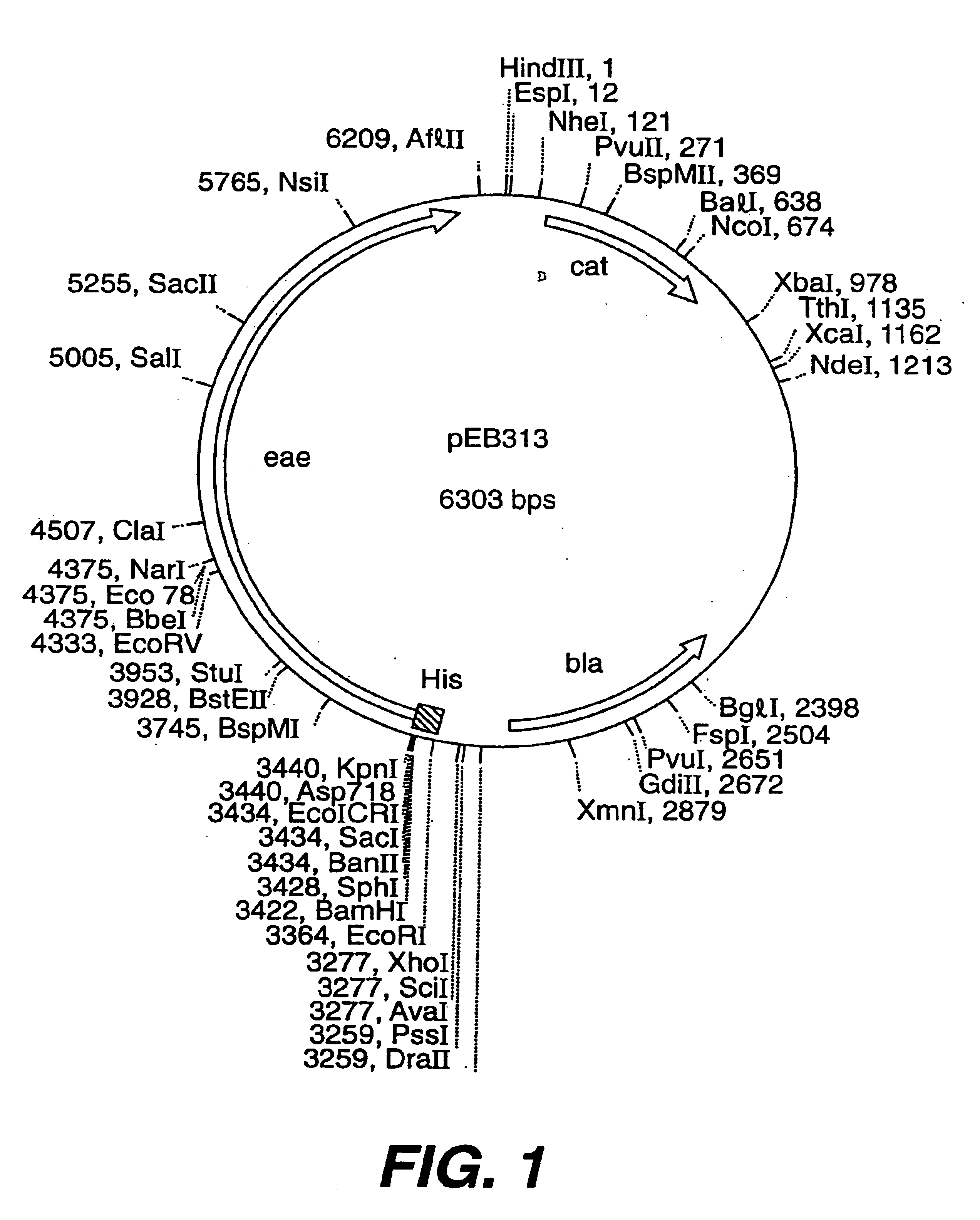 Histidine-tagged intimin and methods of using intimin to stimulate an immune response and as an antigen carrier with targeting capability