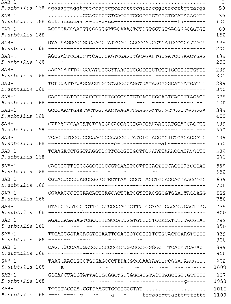 Bacillus firmus, bacterium agent and application thereof