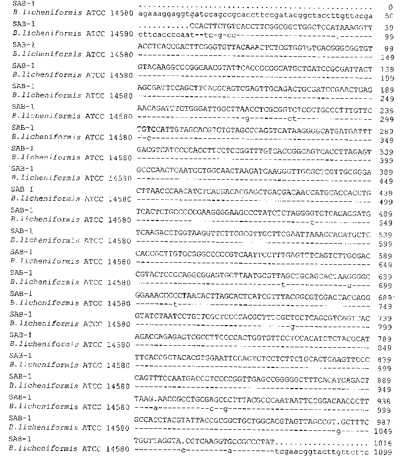 Bacillus firmus, bacterium agent and application thereof