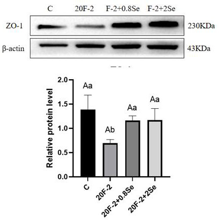 Application of chitosan oligosaccharide selenium in relieving pig intestinal barrier injury caused by F-2 toxin