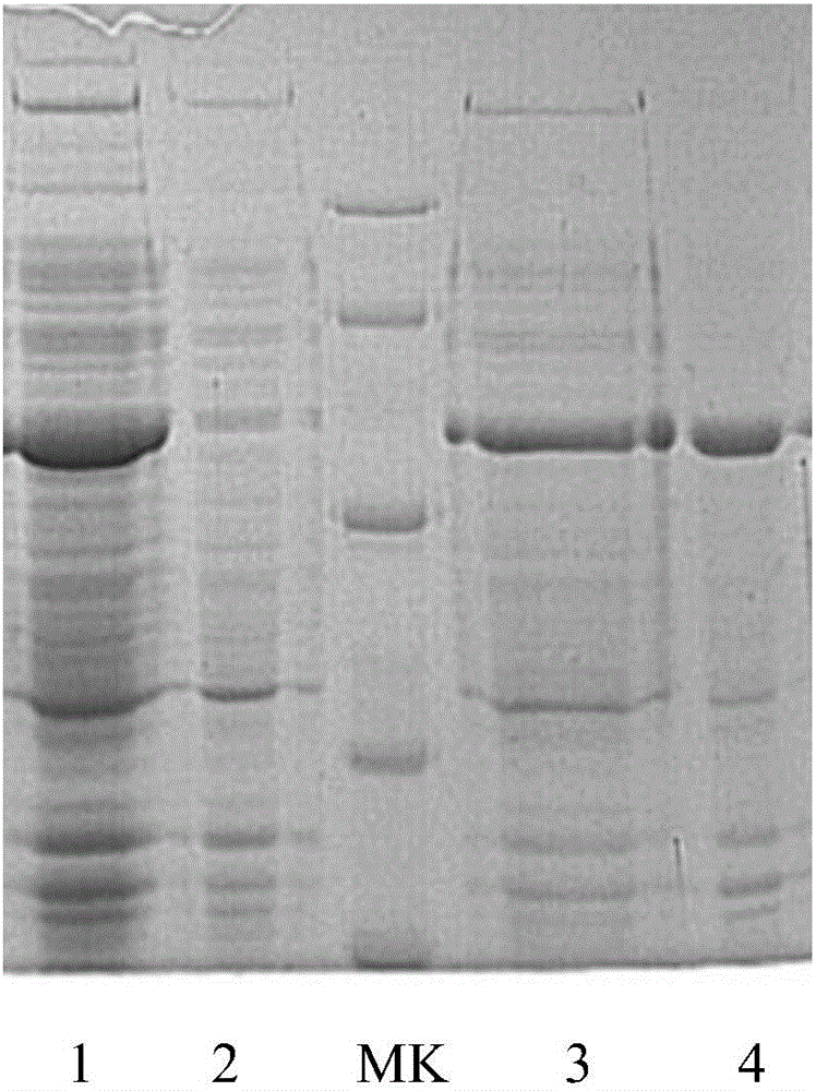 Preparation method and application of phi29 DNA polymerase