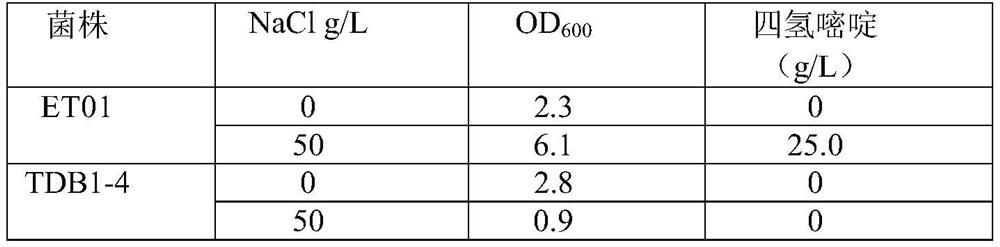 A strain of bacillus clausii and its method for producing ectoine