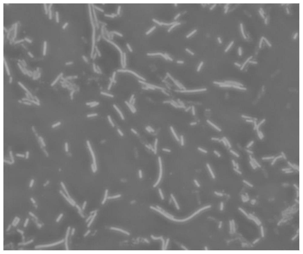 A strain of bacillus clausii and its method for producing ectoine