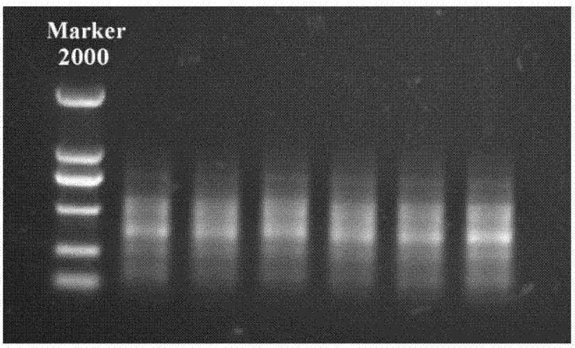 Method for screening manganese/cadmium absorption efficient ecological phytolacca americana