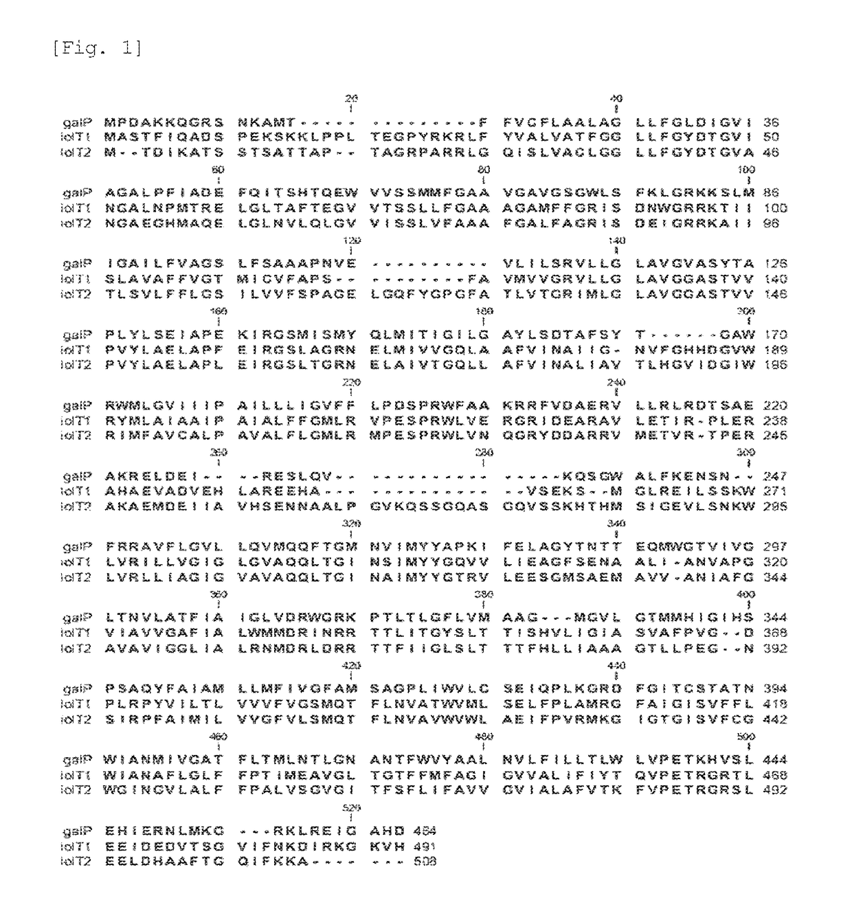 Recombinant microorganisms of <i>Escherichia </i>with L-threonine productivity and method of producing L-threonine using the same