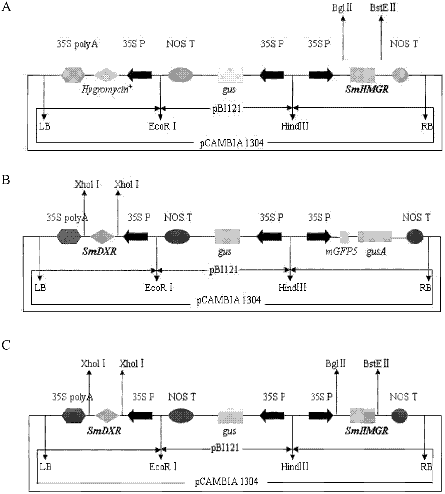 Method of increasing content of tanshinone in hairy roots of salvia miltiorrhiza bunge through cotransformation of SmHMGR and SmDXR double genes