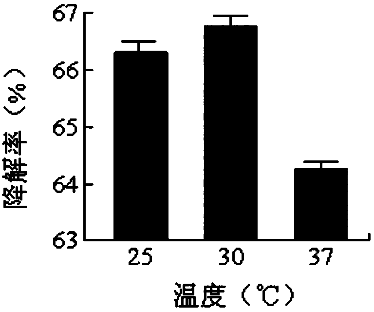 Efficient grease degrading bacterium and application thereof