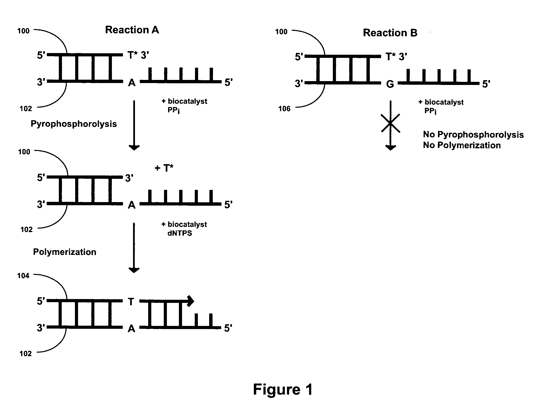 2'-Terminator related pyrophosphorolysis activated polymerization