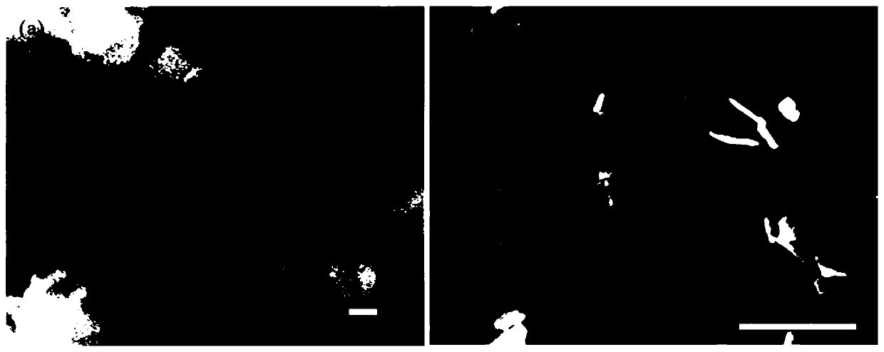 Synthesis method of basic magnesium carbonate ultrathin nanosheet