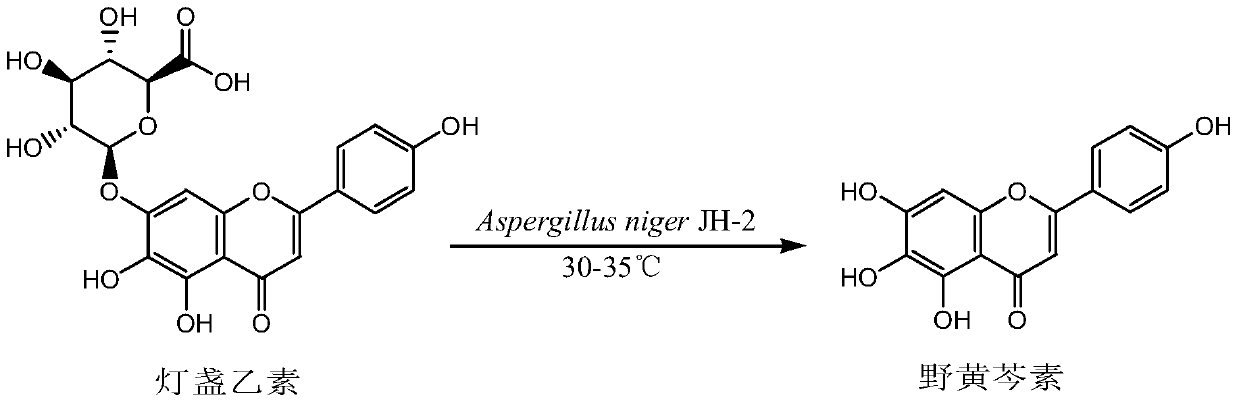 A kind of method for preparing scutellarein by biotransforming scutellarin