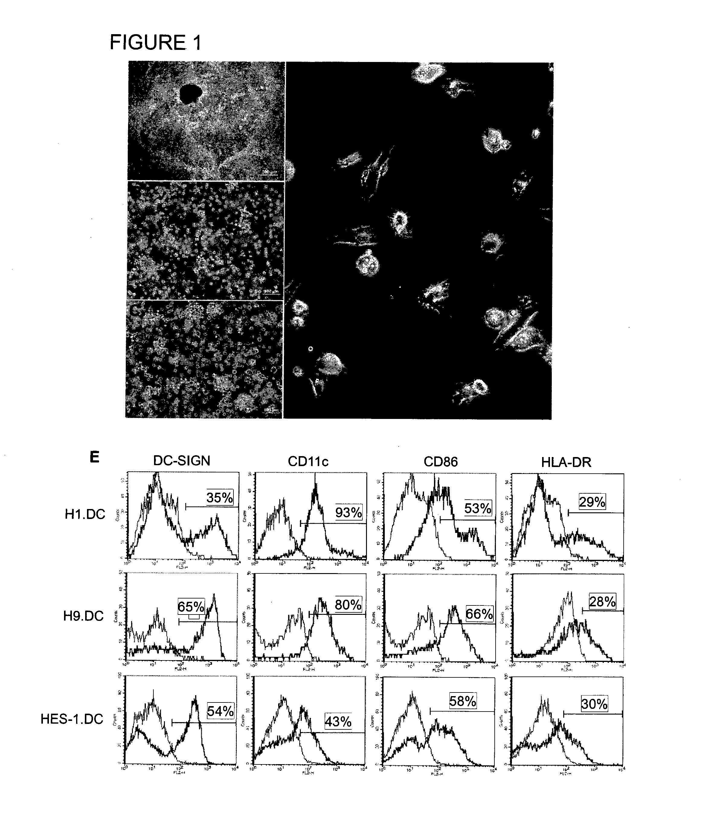 Method of using cd1d over-expression in human dendritic cells to enhance cd8+ t cell-based and invariant natural killer t cell-based antitumor immunity