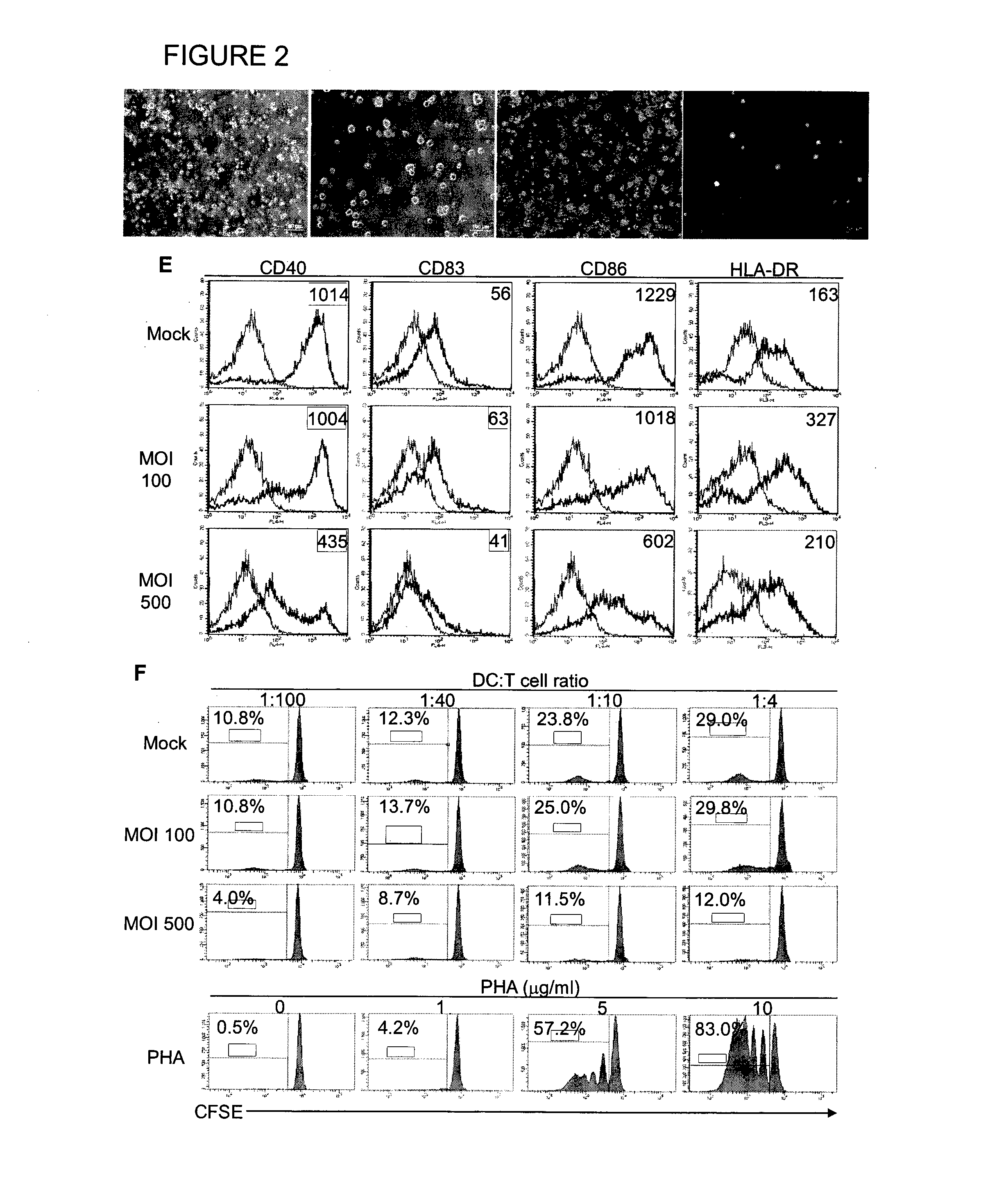 Method of using cd1d over-expression in human dendritic cells to enhance cd8+ t cell-based and invariant natural killer t cell-based antitumor immunity