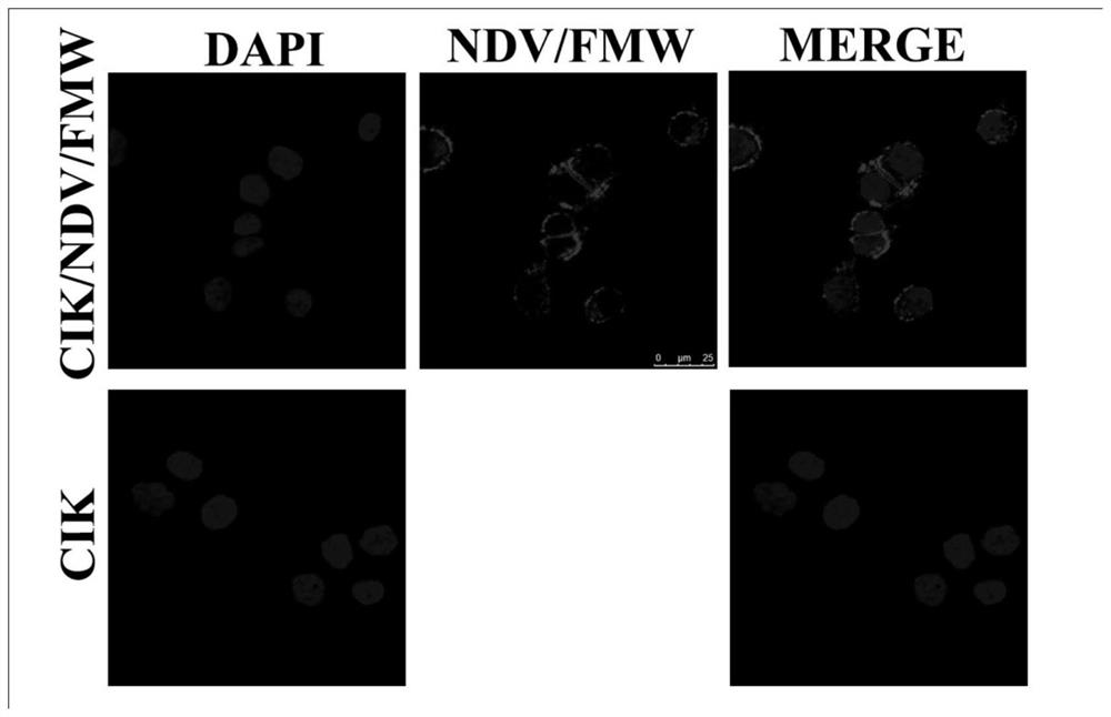 A kind of oncolytic virus and its application