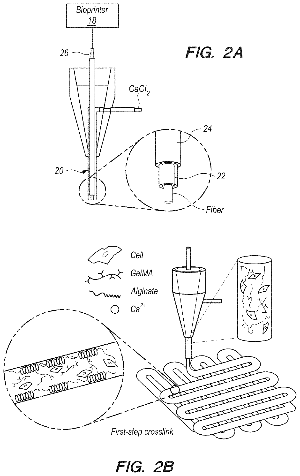 Additive Manufacturing of Functional Myocardial Tissue