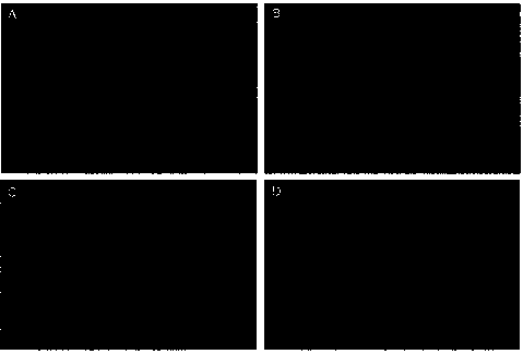 Process for preparing cadmium sulfide quantum dots by low temperature two-phase synthesis method