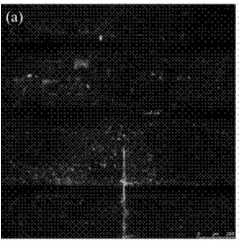 Method for in-situ determination of wood fiber biomass enzyme accessibility