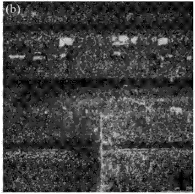 Method for in-situ determination of wood fiber biomass enzyme accessibility