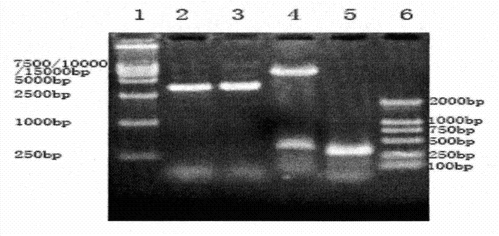 B-cell antigenic multi-epitope peptide linked in tandem in OmpU of vibrio mimicus, making method and application thereof