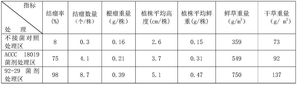 Method for promoting the growth of clover and/or increasing the yield of clover and inoculum used therefor