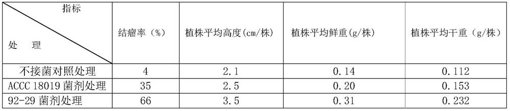 Method for promoting the growth of clover and/or increasing the yield of clover and inoculum used therefor