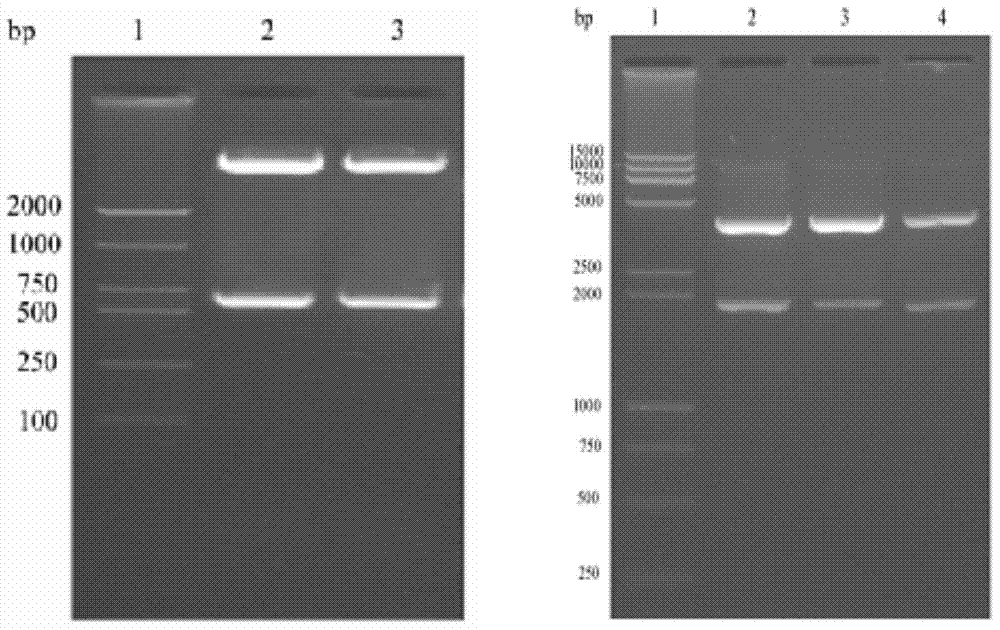 Preparation method of AFP/HBsAg double-targeting Dexosome anti-hepatoma anti-tumor vaccine