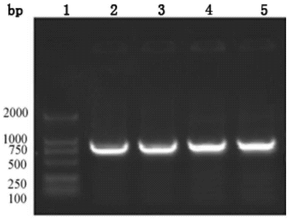 Preparation method of AFP/HBsAg double-targeting Dexosome anti-hepatoma anti-tumor vaccine