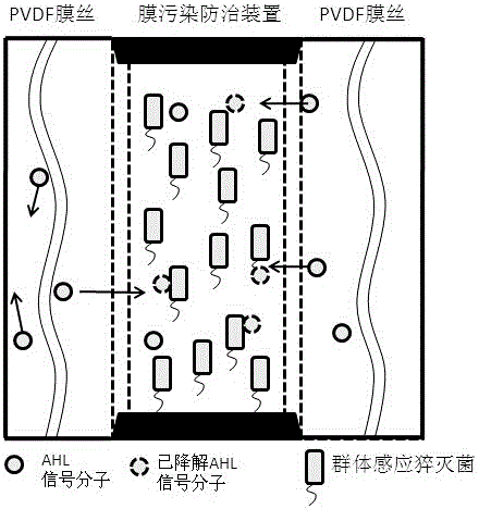 Quorum sensing quenching bacteria preparation method, MBR membrane pollution prevention and control method, and MBR membrane pollution prevention and control apparatus