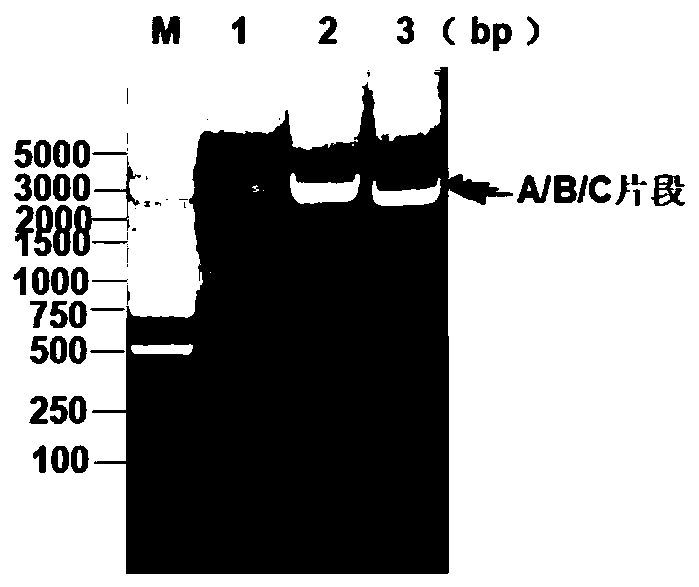 Mutant foot-and-mouth disease virus infectious clone and preparation method and application thereof