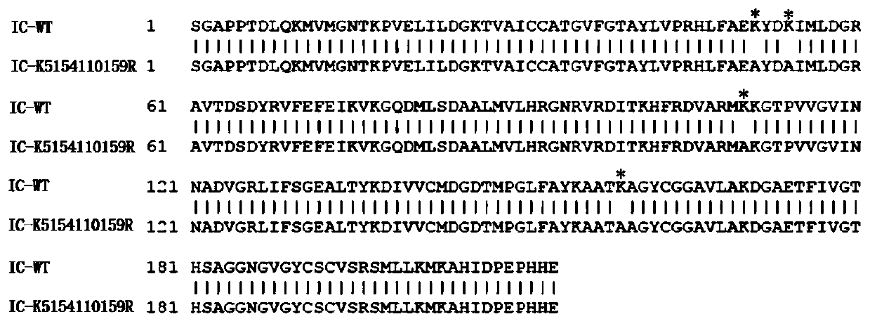 Mutant foot-and-mouth disease virus infectious clone and preparation method and application thereof