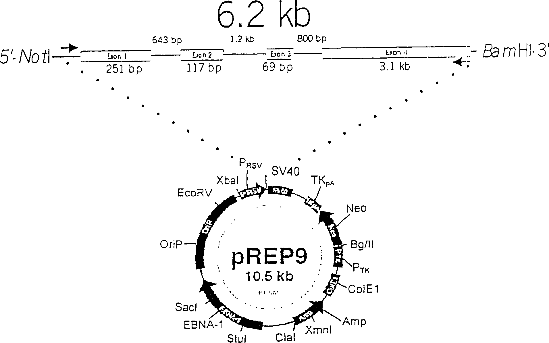 Recombinant human mannan-binding lectin