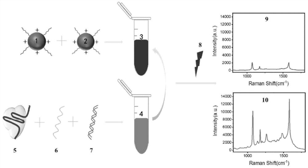 Surface enhanced Raman spectrum detection method for gene based on CRISPR/Cas12a protein