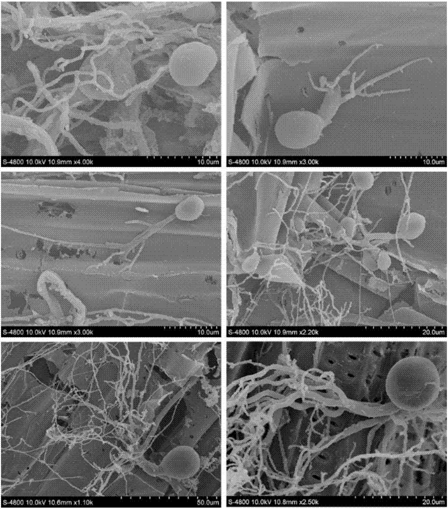 High plant cell wall degradation activity rumen fungi, and applications thereof in feed ensiling