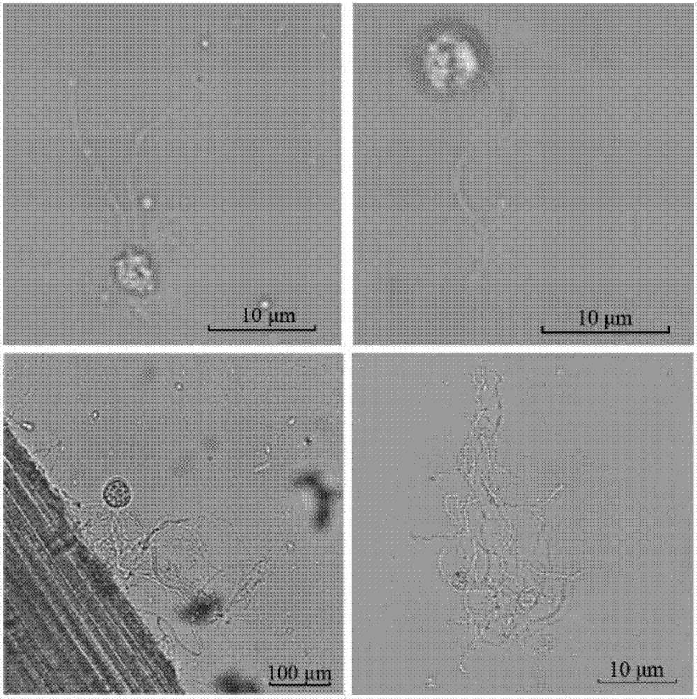 High plant cell wall degradation activity rumen fungi, and applications thereof in feed ensiling