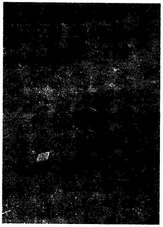 Technology for grafting southern highbush blueberries with rabbiteye blueberries serving as stocks