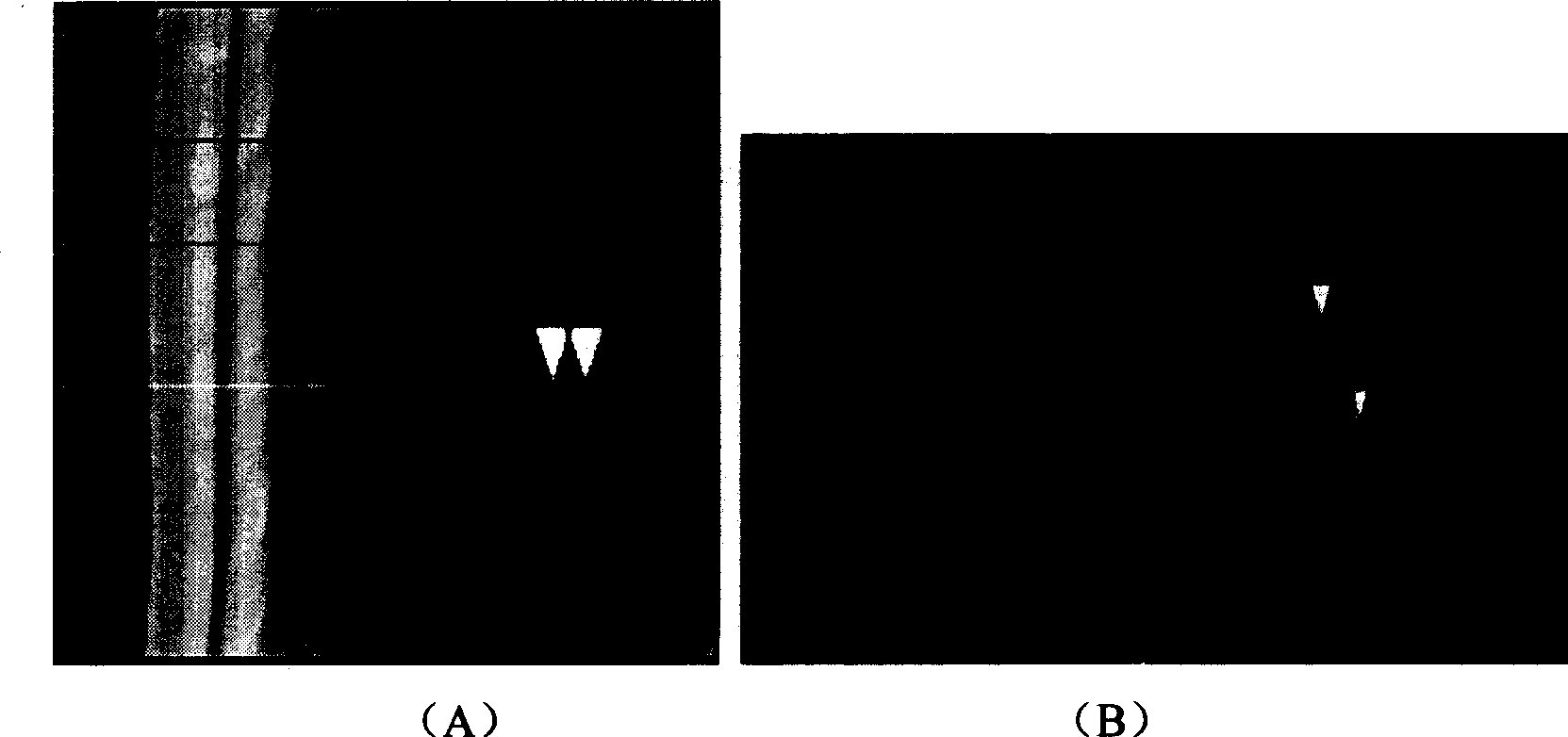 Laser prepn process of directionally arranged nanometer channel regulating cell