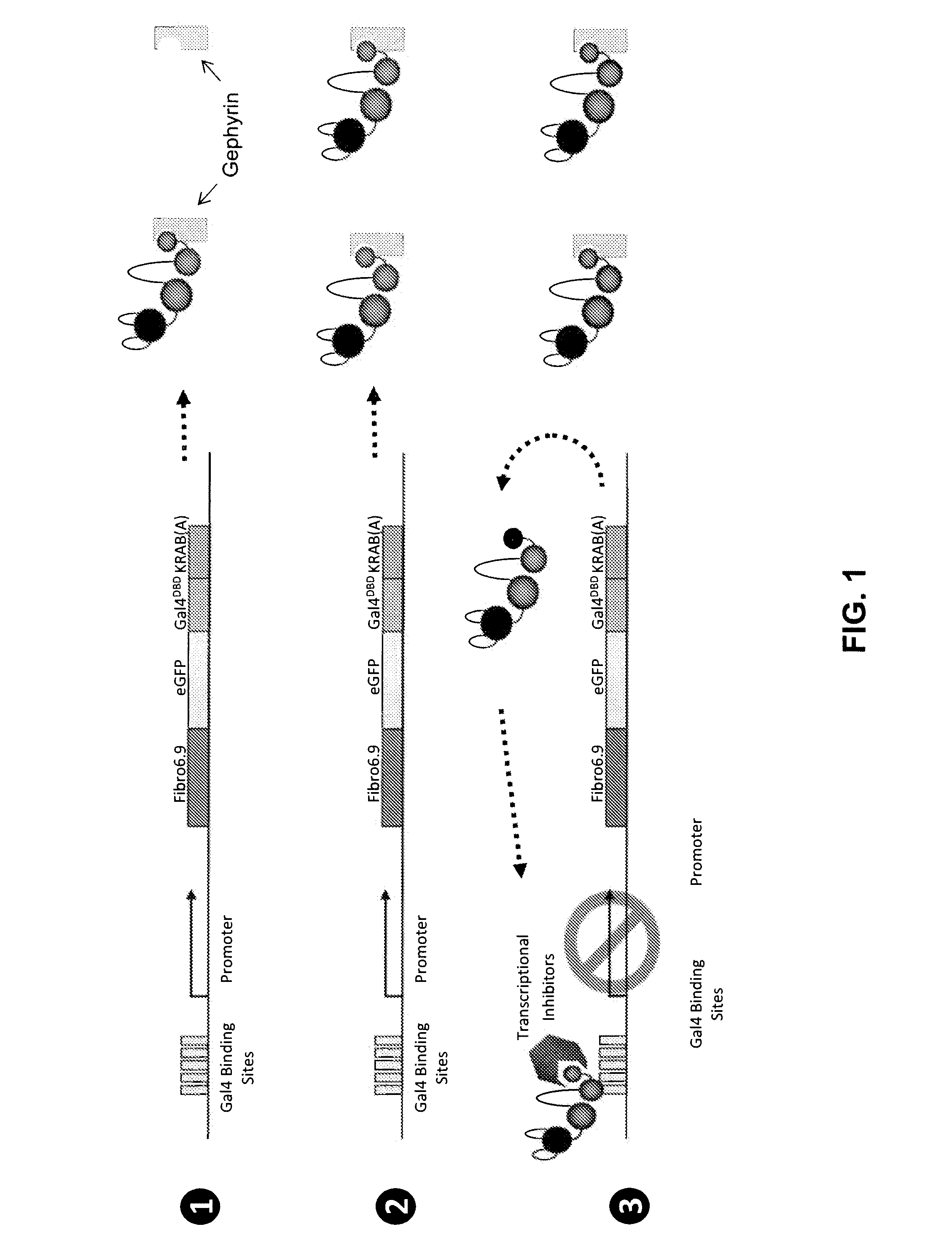 Antibody and antibody mimetic for visualization and ablation of endogenous proteins