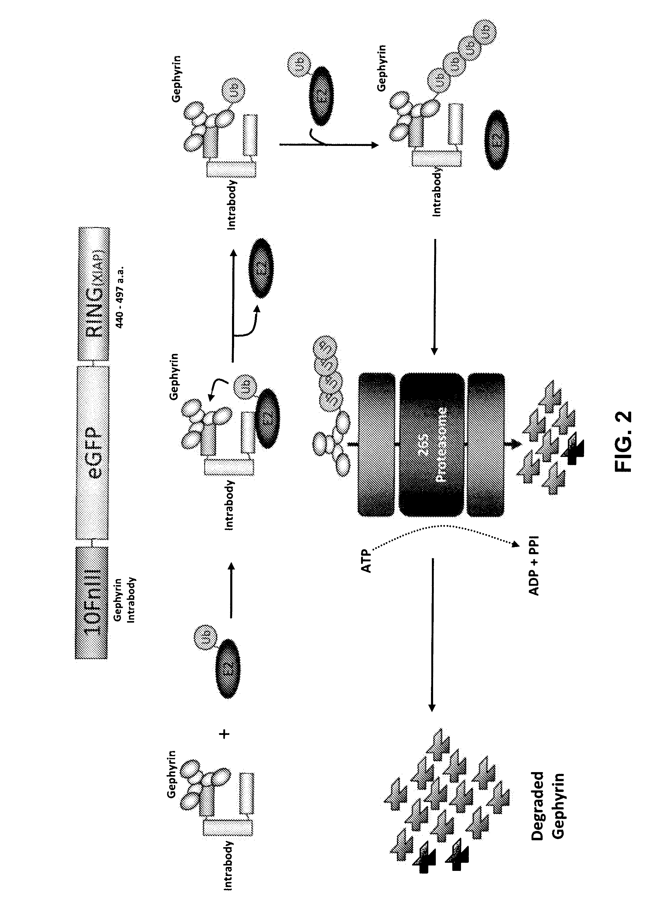 Antibody and antibody mimetic for visualization and ablation of endogenous proteins