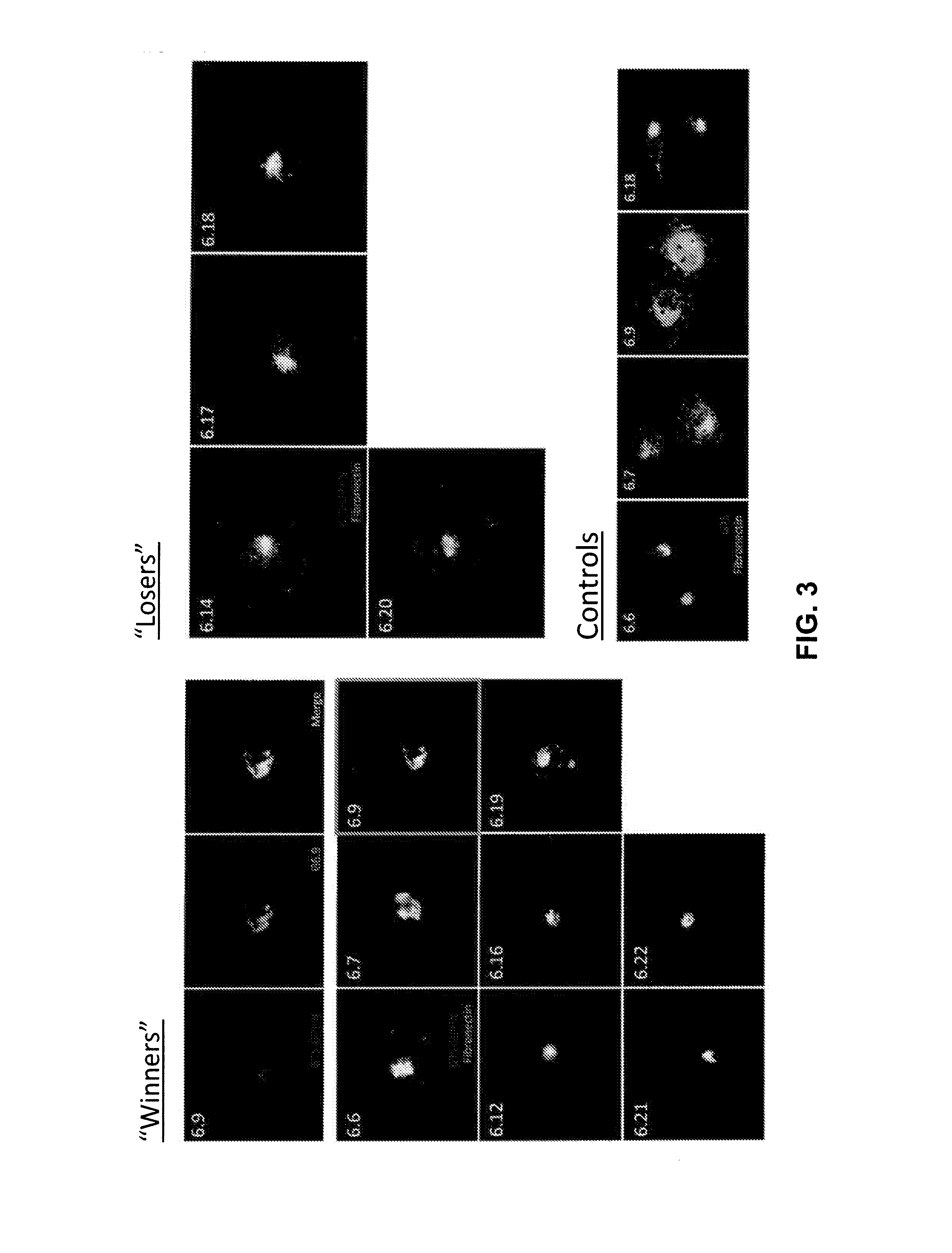 Antibody and antibody mimetic for visualization and ablation of endogenous proteins