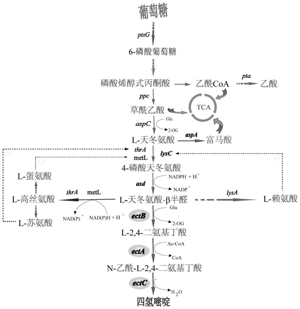 Construction method of high-yield ectoine engineering strain and application thereof